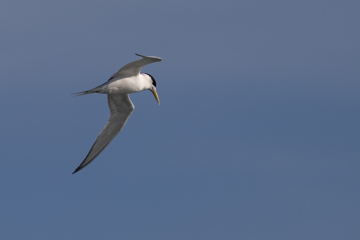 Хохлатая крачка - ML646611289