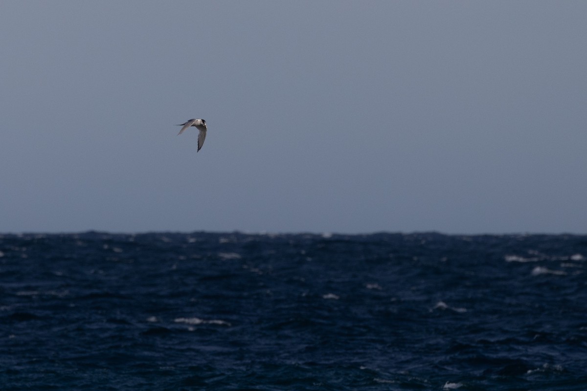 Хохлатая крачка - ML646611290