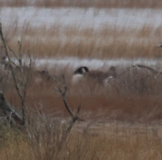 Bernache du Canada - ML646611291