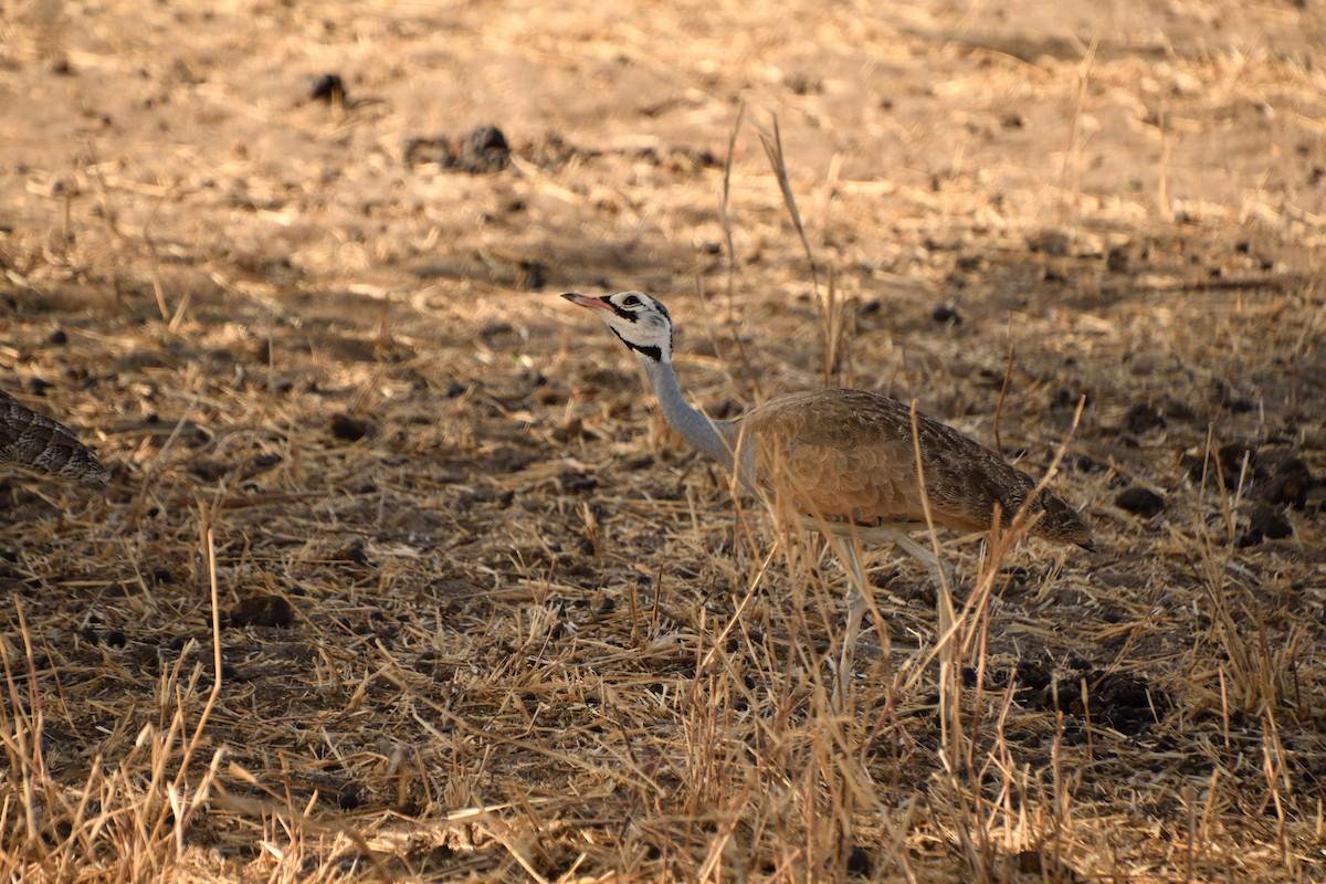 Senegal Toyu - ML646611292