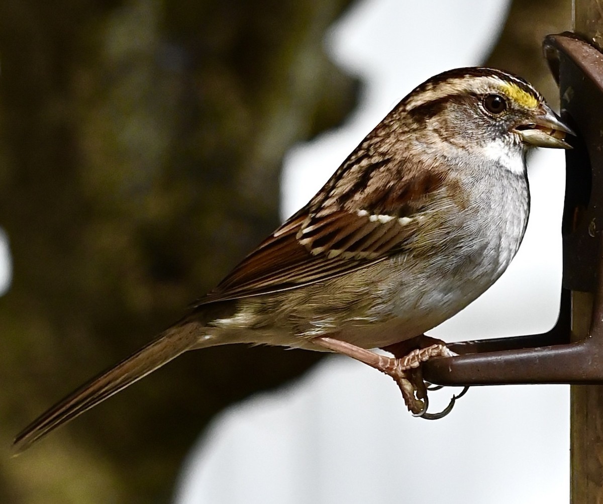 White-throated Sparrow - ML646611294