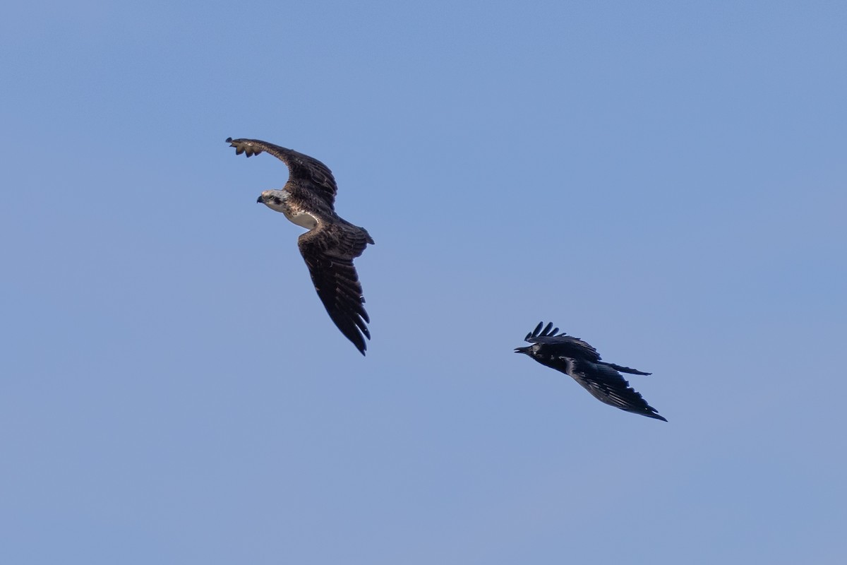 Скопа - ML646611295