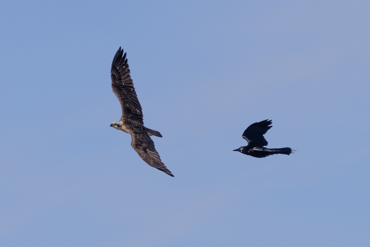 Скопа - ML646611296