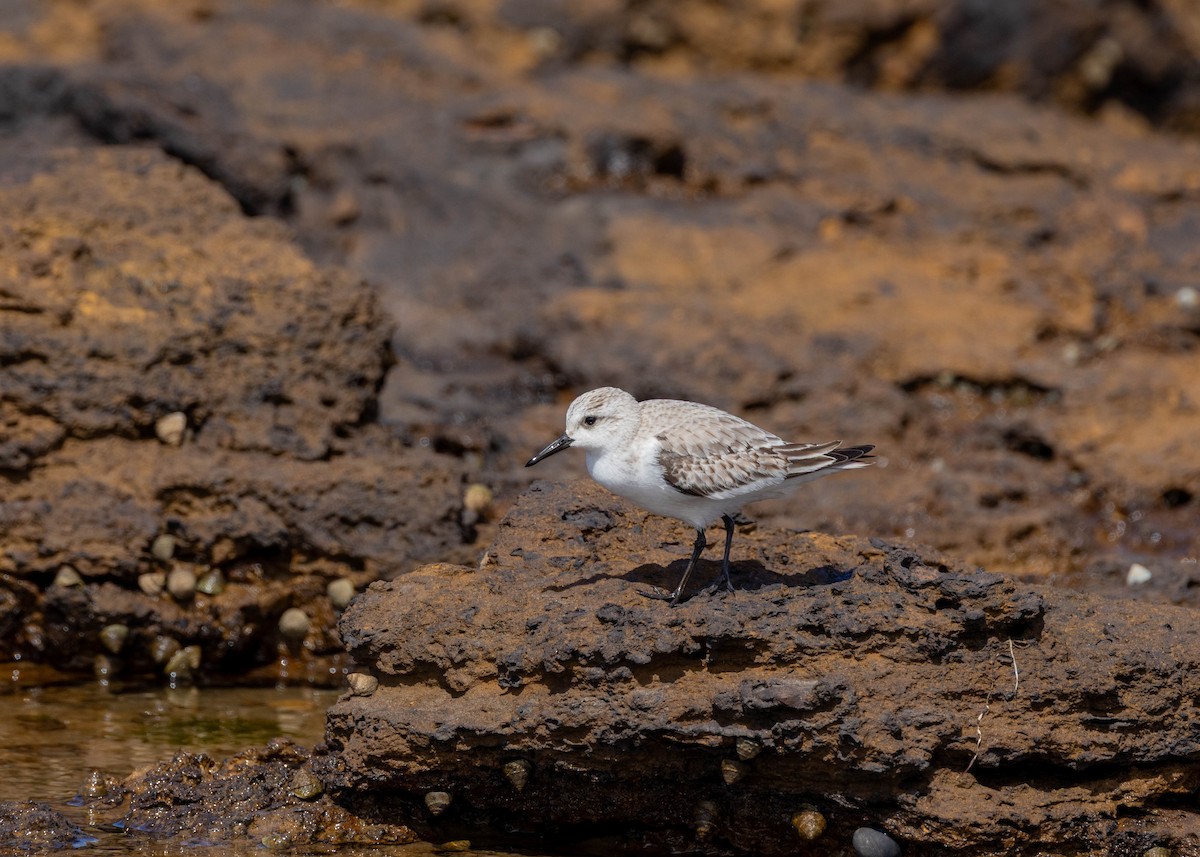 ミユビシギ - ML646611297