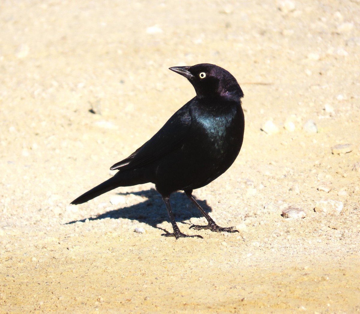 テリムクドリモドキ - ML646611298