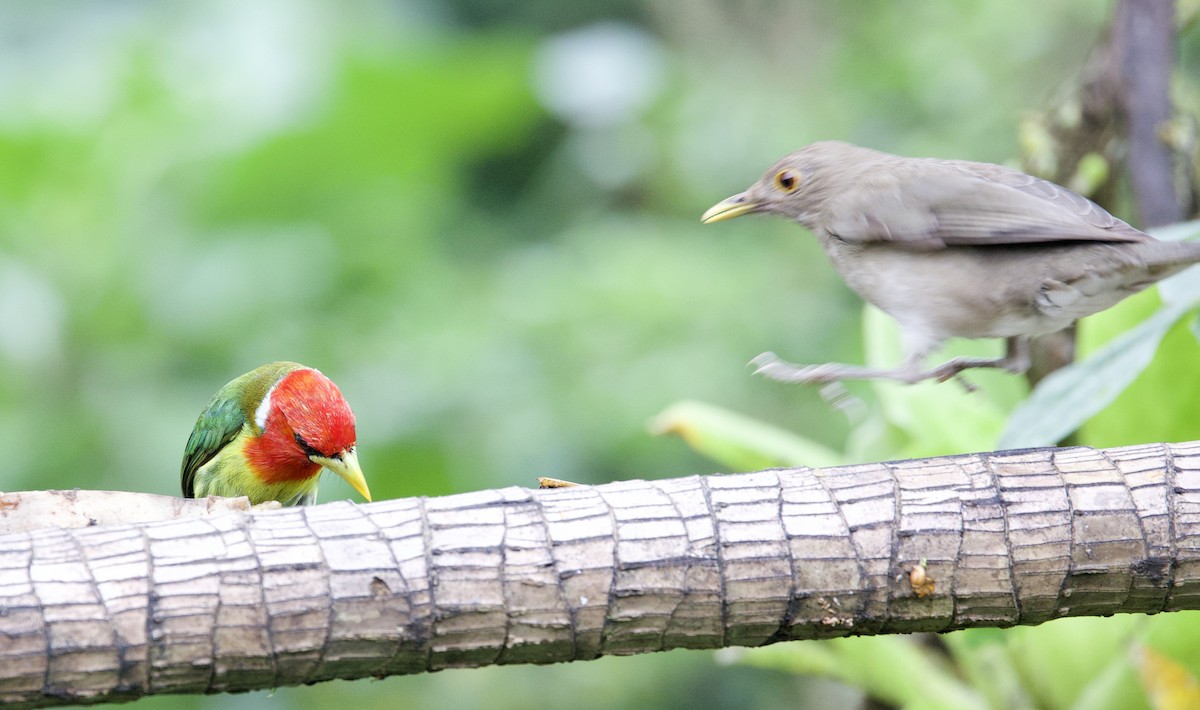 Red-headed Barbet - ML646611300