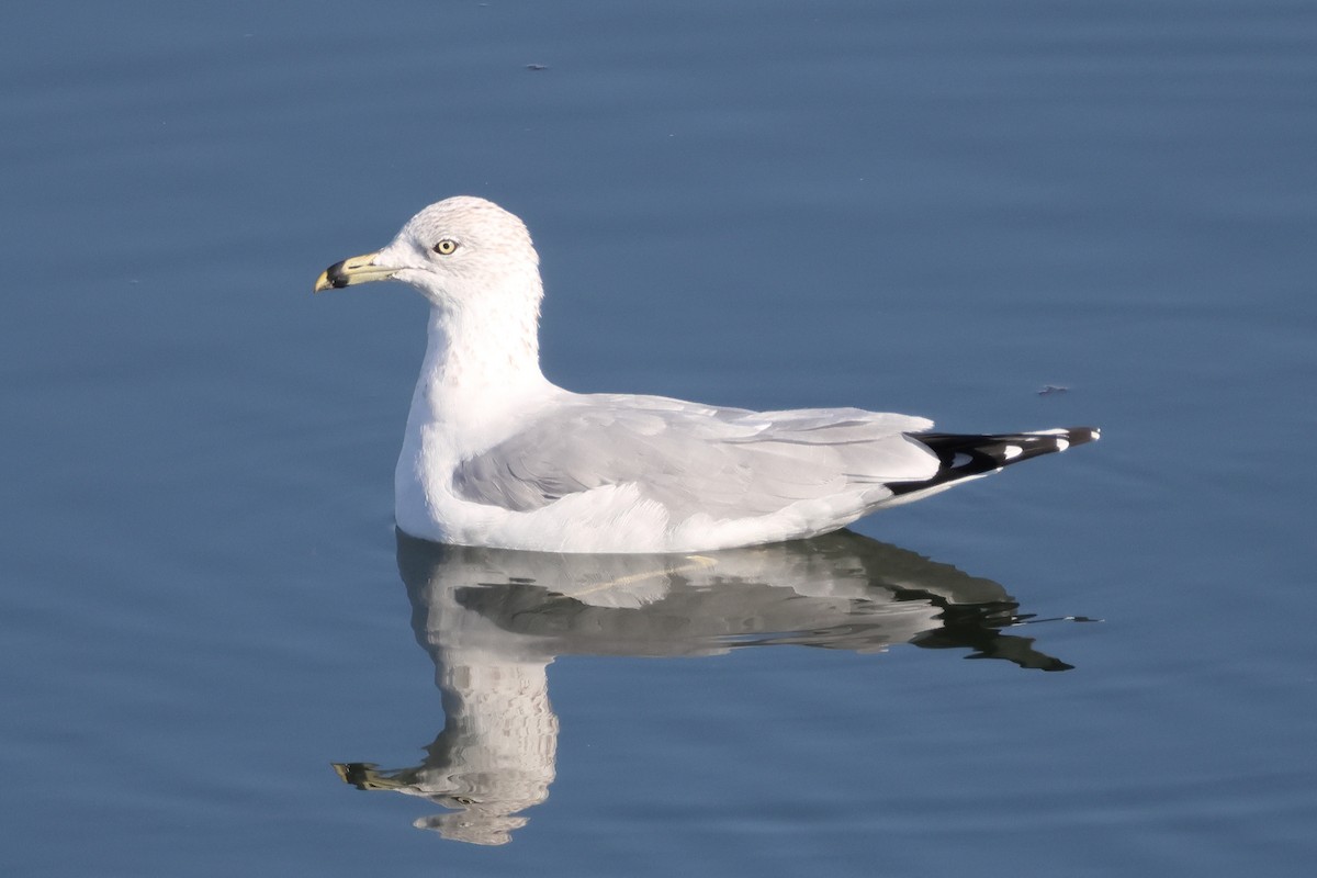Ring-billed Gull - ML646611301