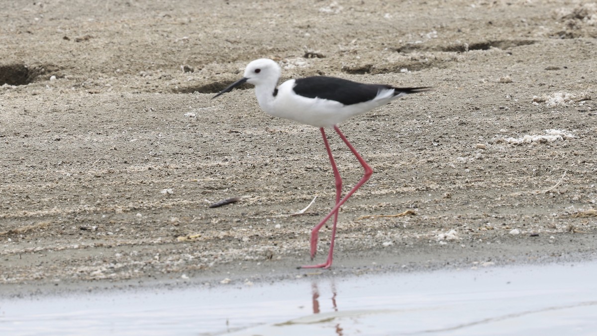 Black-winged Stilt - ML646611303