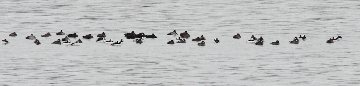 Surf Scoter - ML646611309