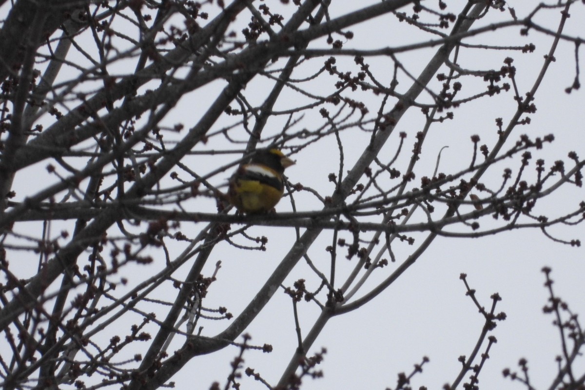 Evening Grosbeak - ML646611310