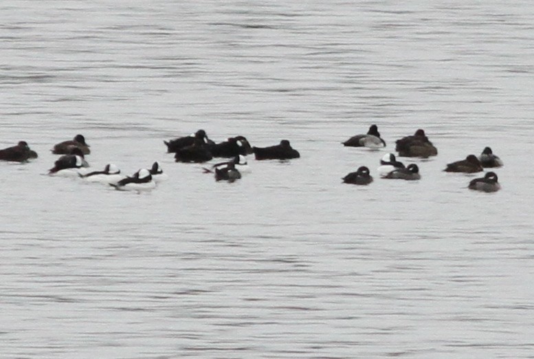 Surf Scoter - ML646611311