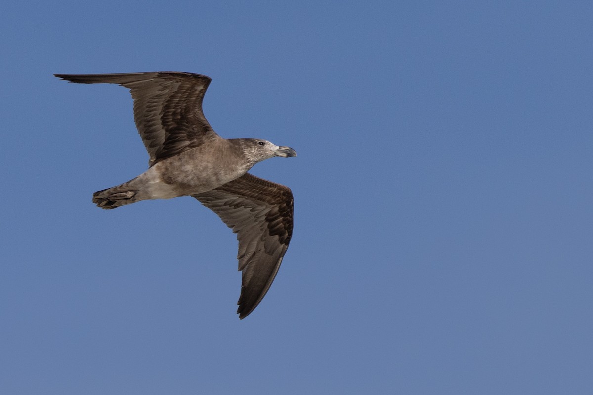 Большеклювая чайка - ML646611312