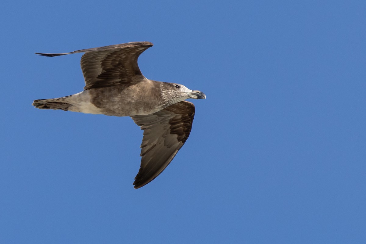 Большеклювая чайка - ML646611313