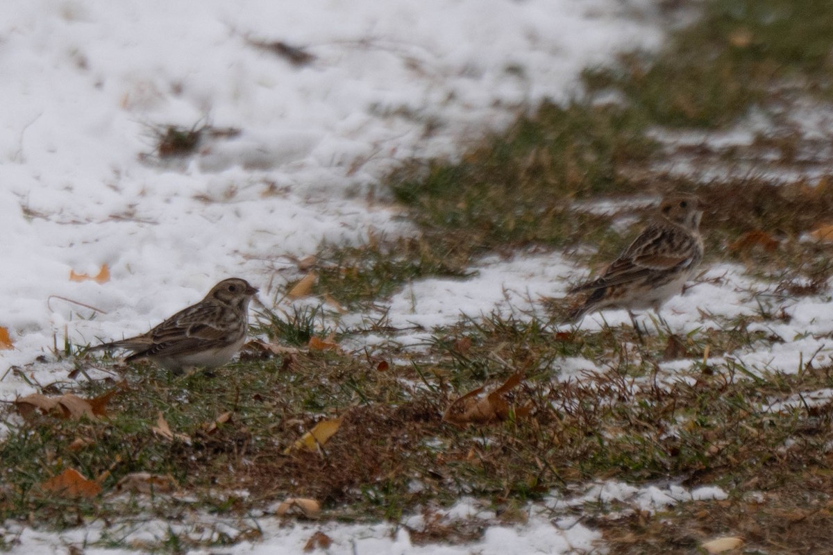Подорожник лапландський - ML646611315