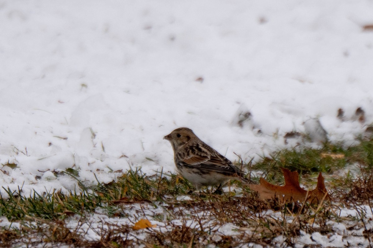 Подорожник лапландський - ML646611316