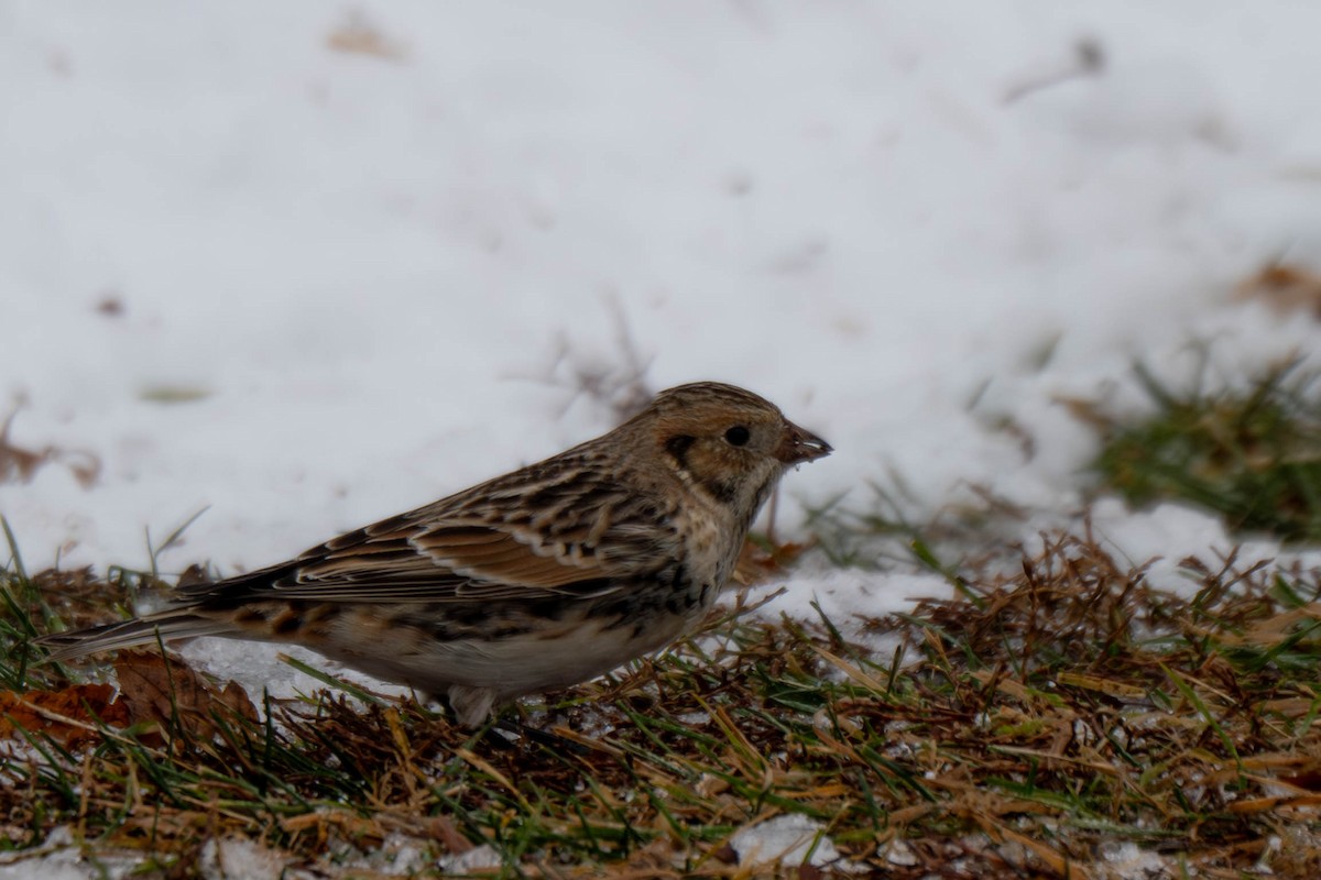 Подорожник лапландський - ML646611317
