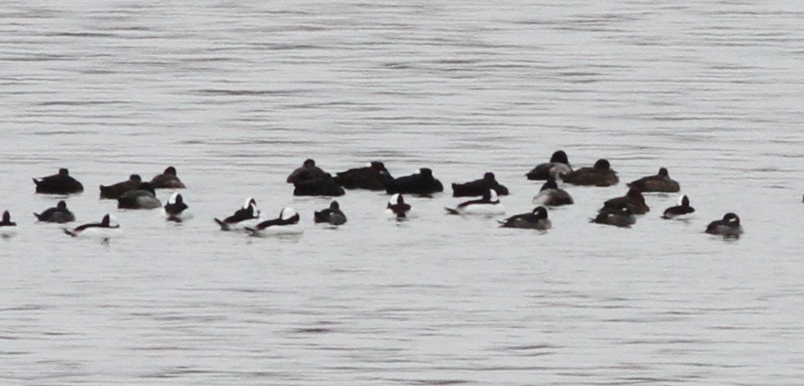 Surf Scoter - ML646611318