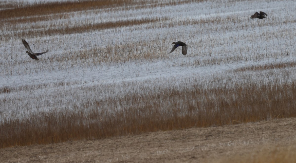 Canard noir - ML646611323