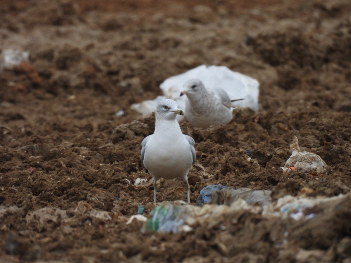 Ring-billed Gull - ML646611324