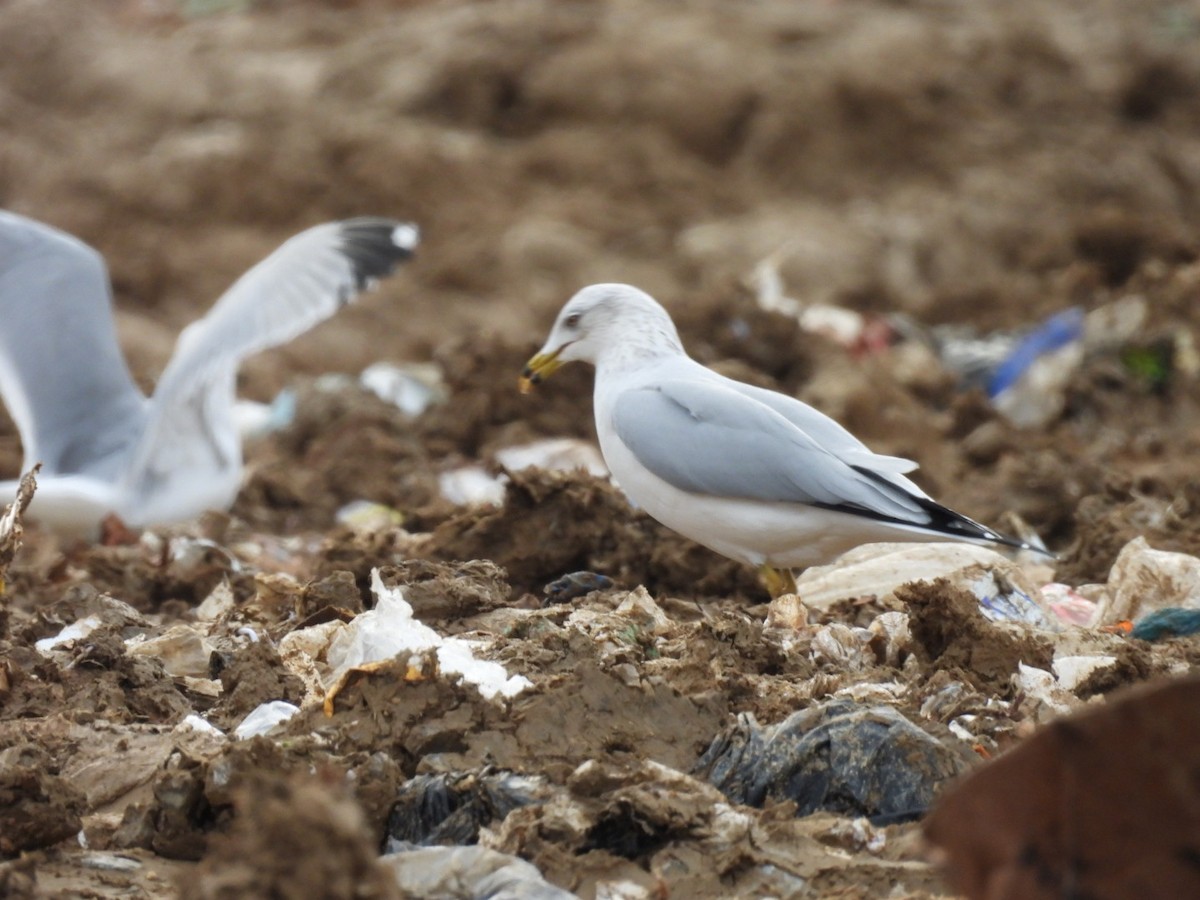 Ring-billed Gull - ML646611325