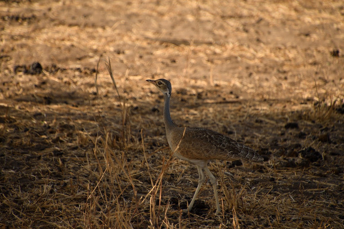 Senegal Toyu - ML646611326