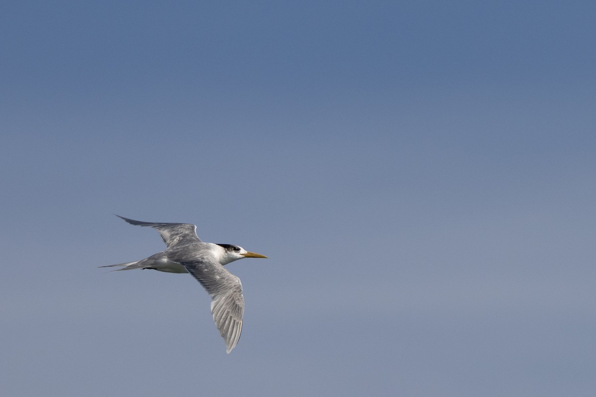 Хохлатая крачка - ML646611331