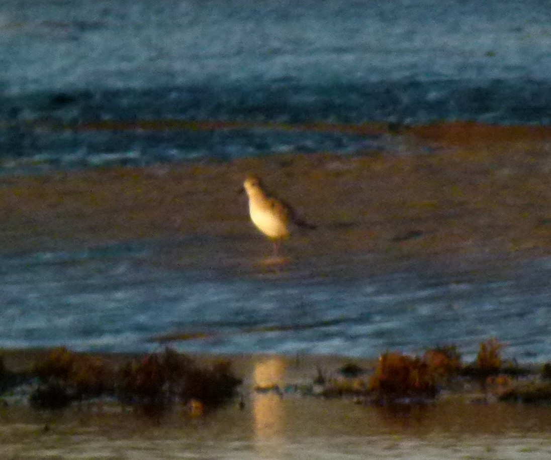 Gümüş Yağmurcun - ML646611332