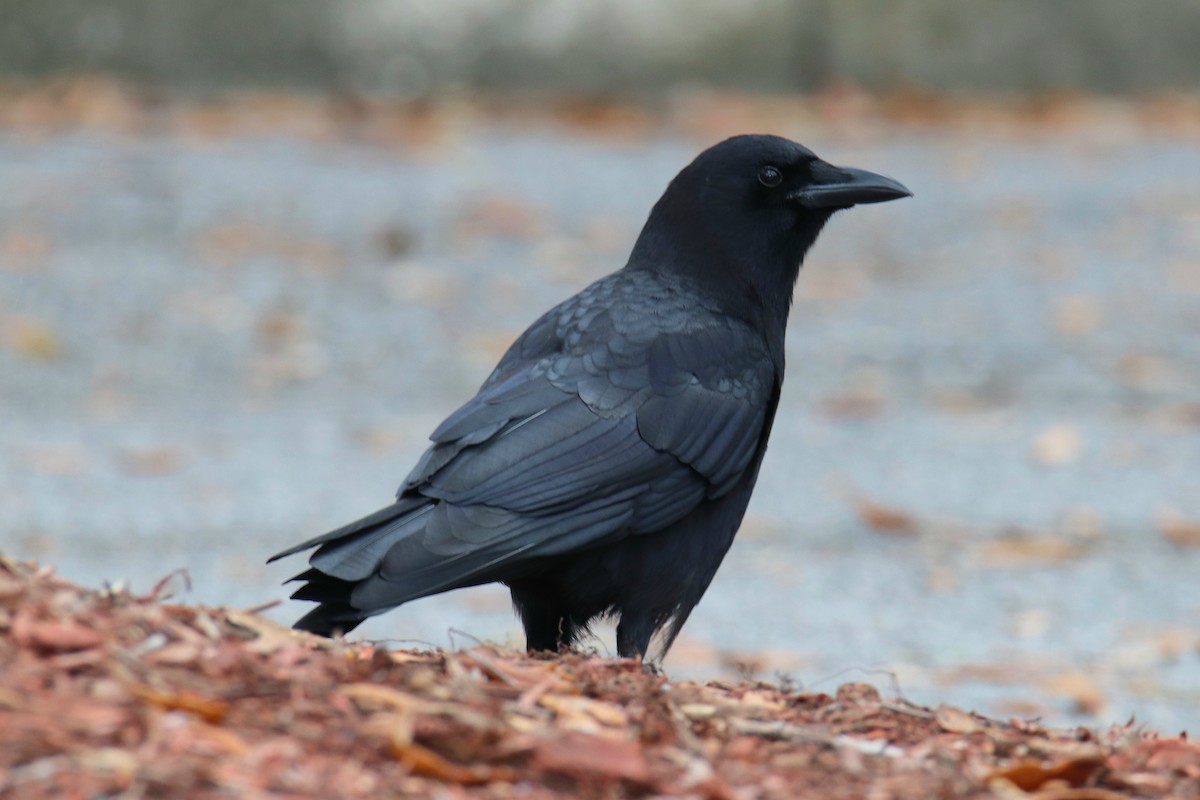 Cuervo Americano - ML646611333