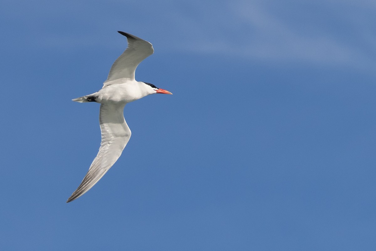 Чеграва - ML646611334