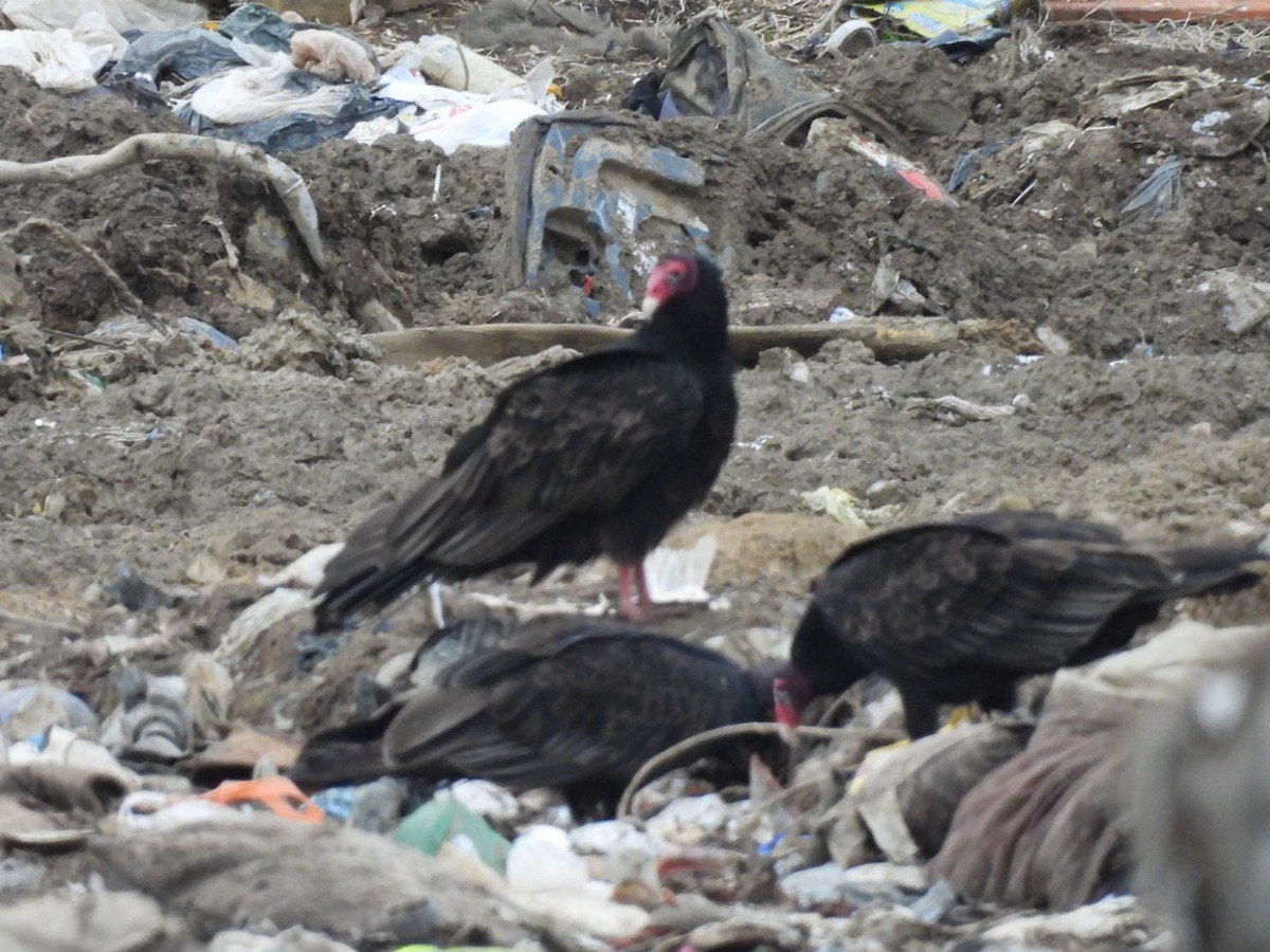 Hindi Akbabası - ML646611335