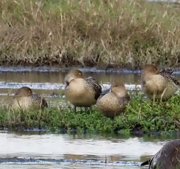 Northern Pintail - ML646611337
