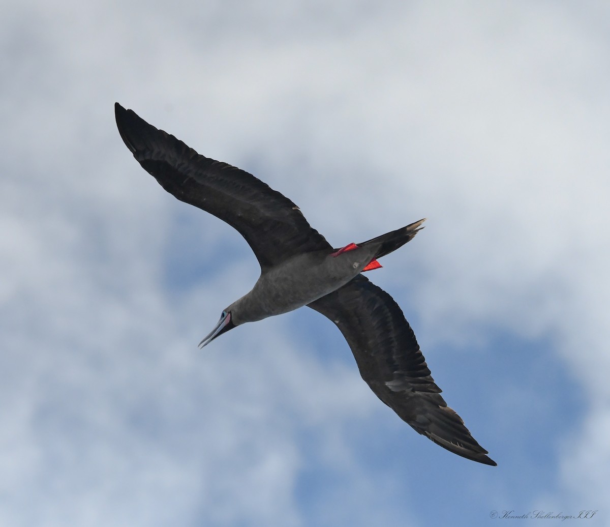 Zanga hankagorria - ML646611338