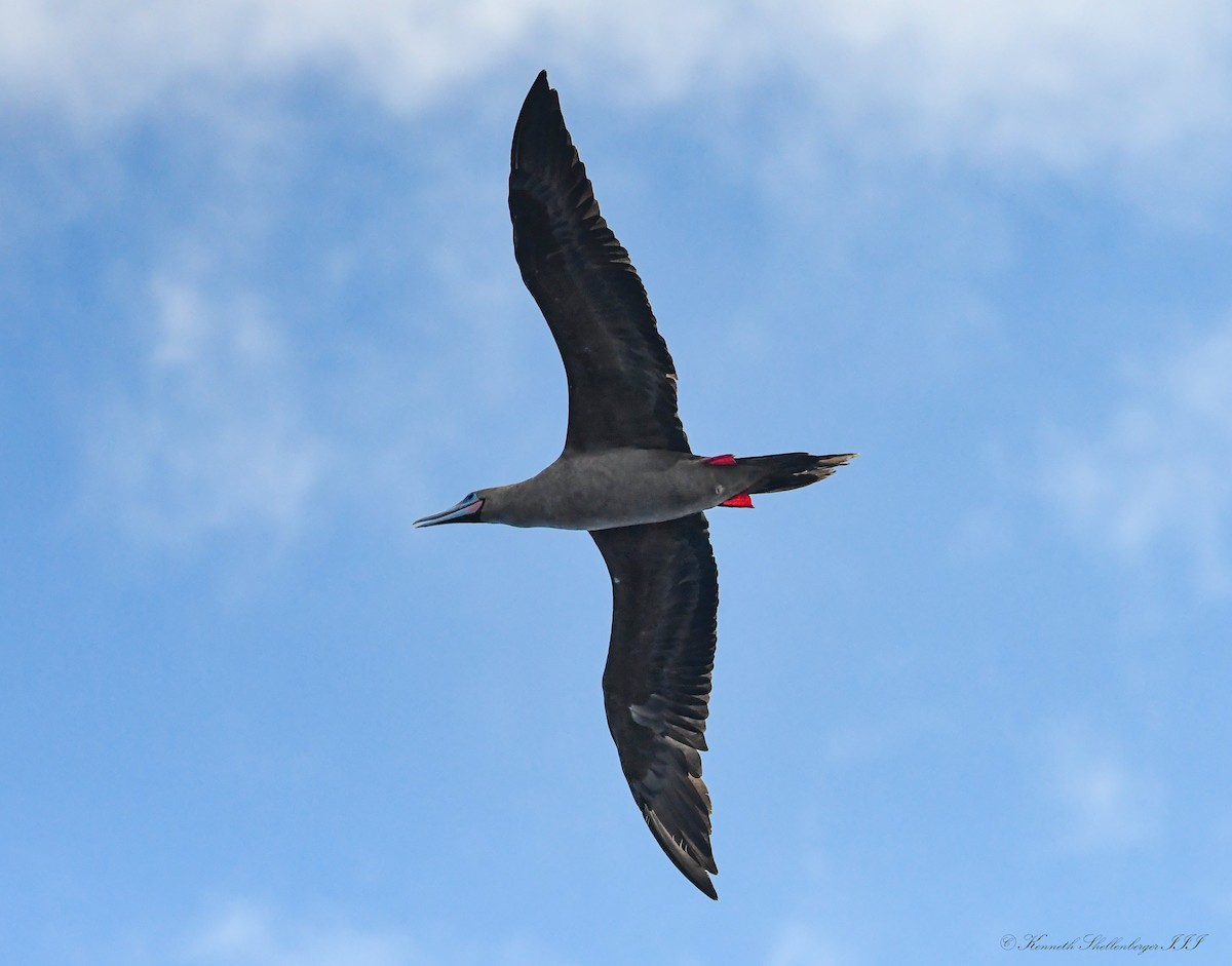 Zanga hankagorria - ML646611339