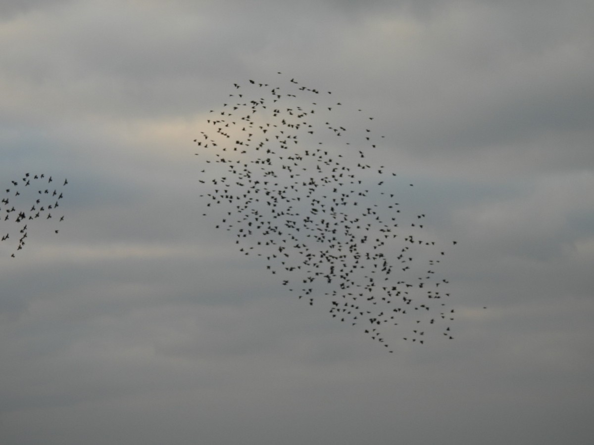 Sığırcık - ML646611340