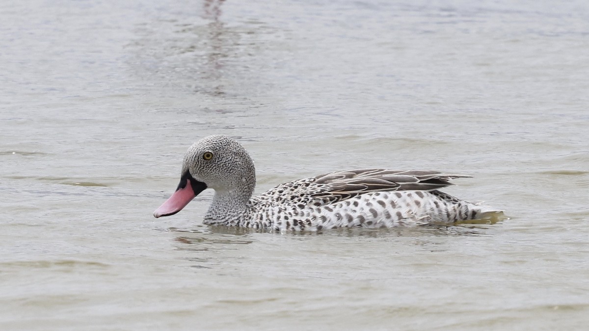 Cape Teal - ML646611342