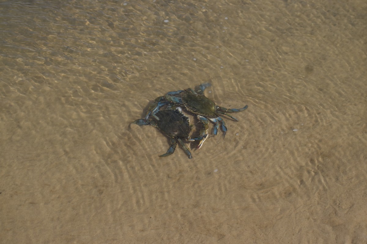 Granchio reale blu - ML646611352