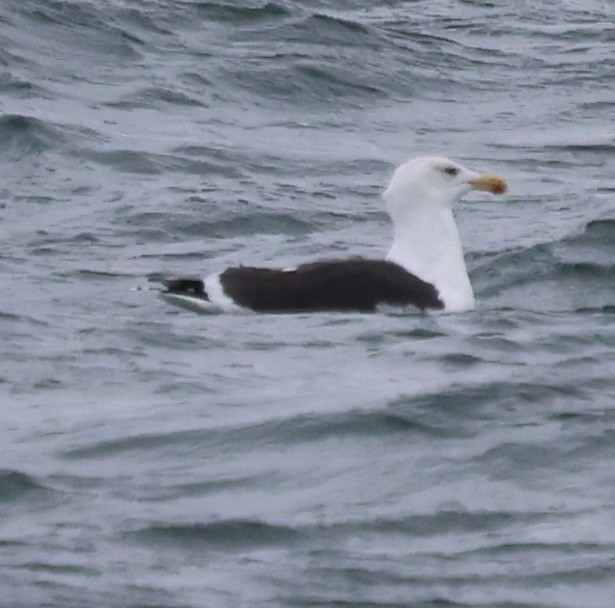 Great Black-backed Gull - ML646611353