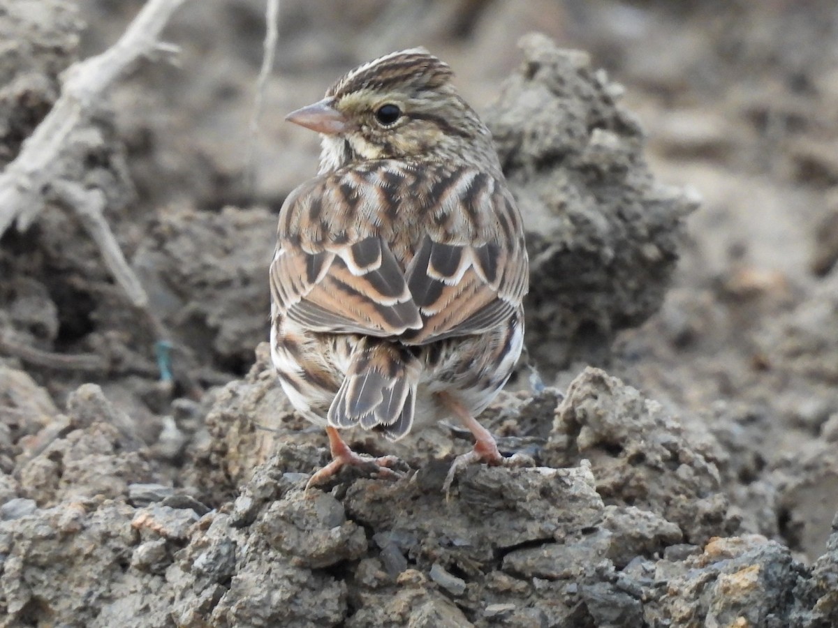 Savannah Serçesi - ML646611355