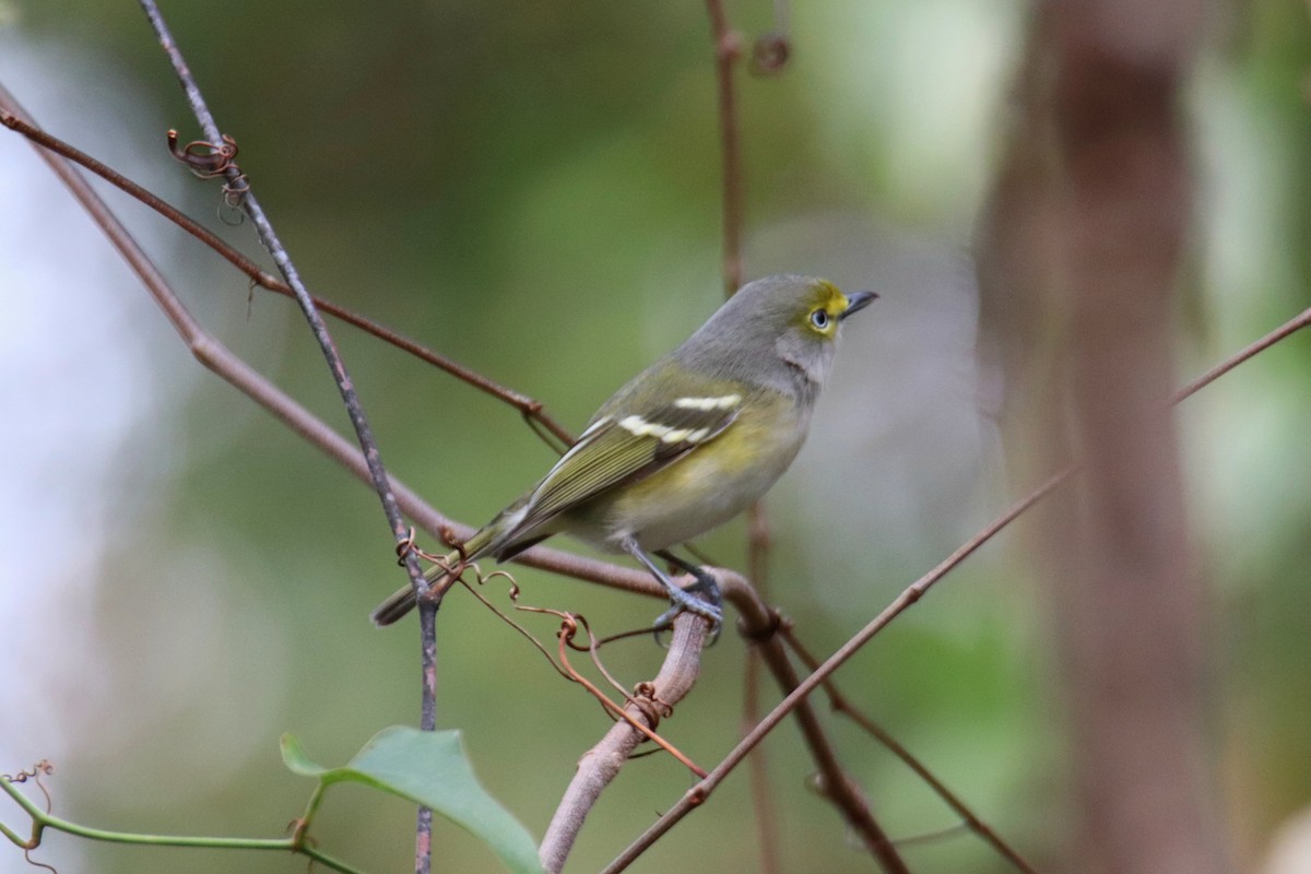 Vireo Ojiblanco - ML646611356