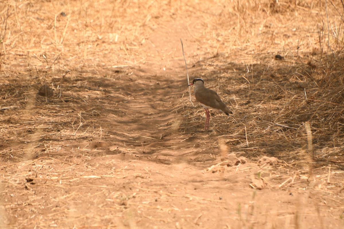 Taçlı Kızkuşu - ML646611359