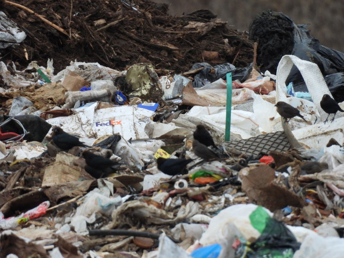 Boz Başlı İnekkuşu - ML646611360