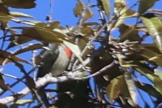 Papuamistelfresser - ML646611362