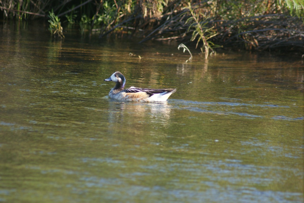 Chiloe Wigeon - ML646611364