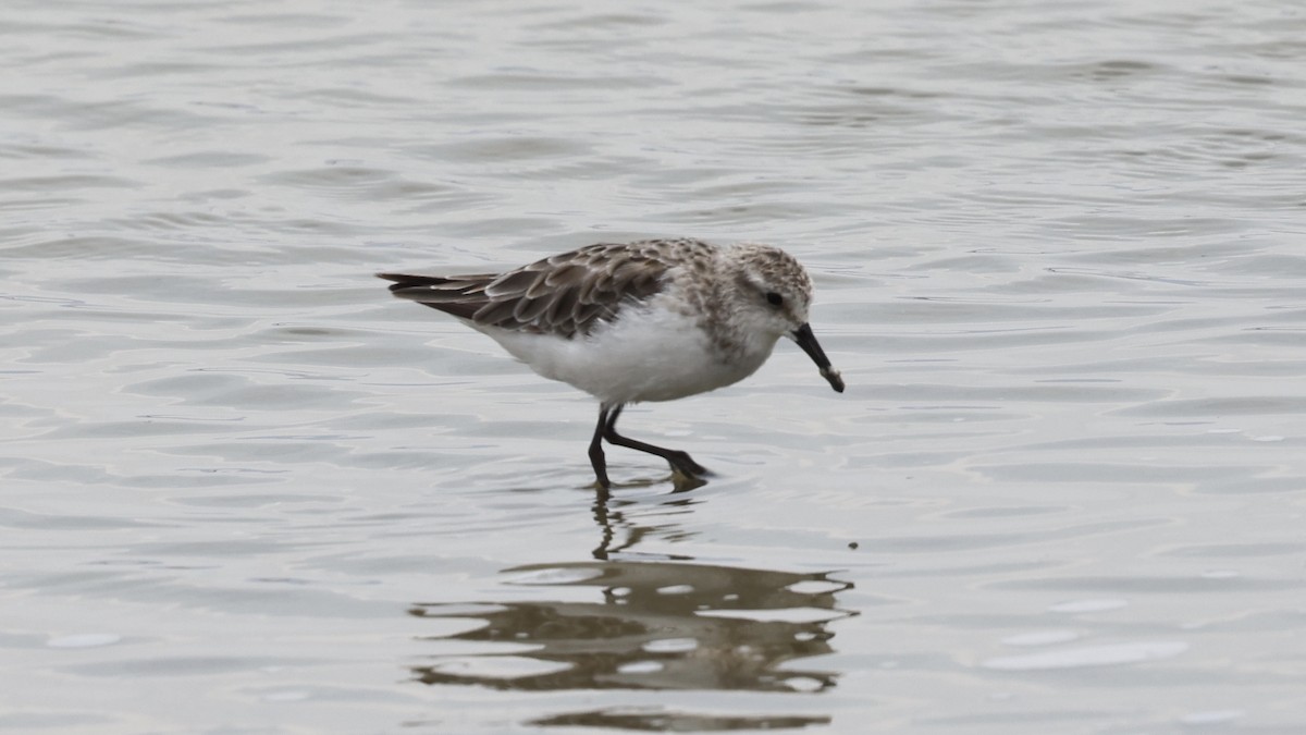 Common Sandpiper - ML646611366