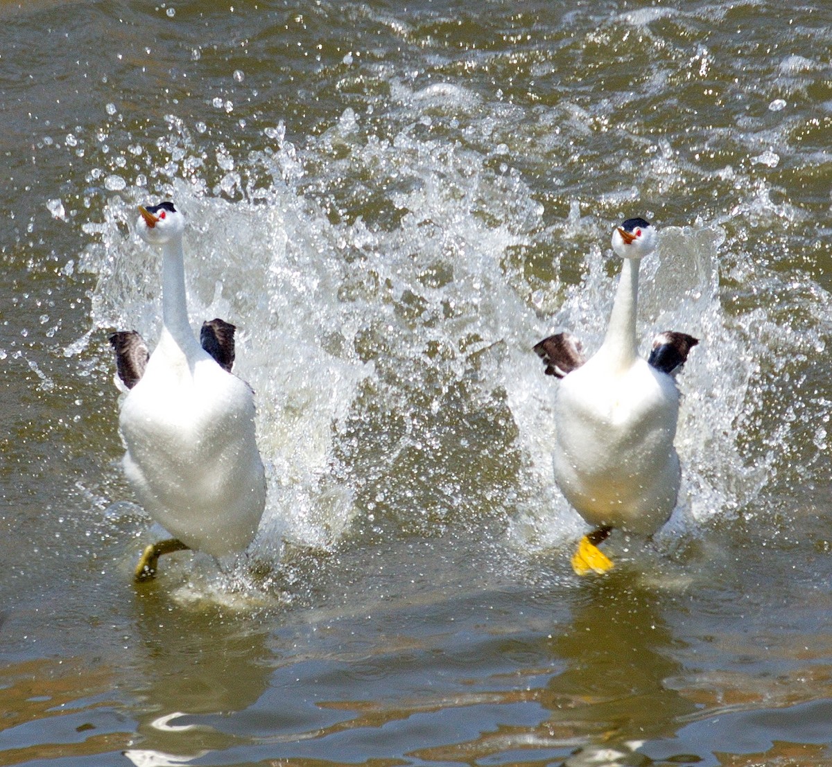 Clark's Grebe - ML646611367