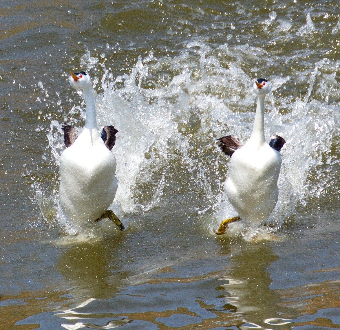 Clark's Grebe - ML646611368