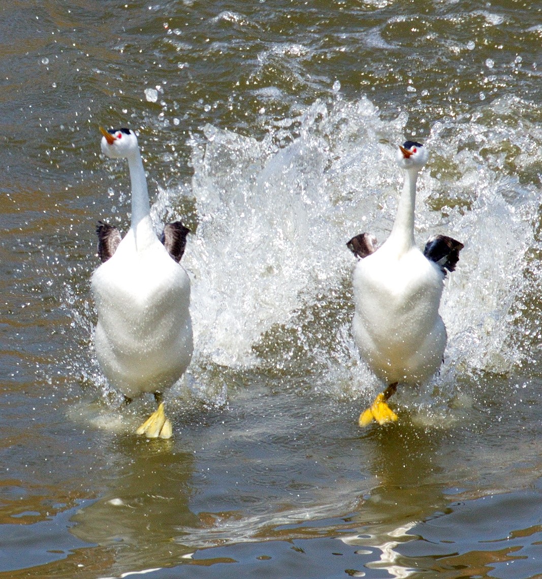 Clark's Grebe - ML646611369