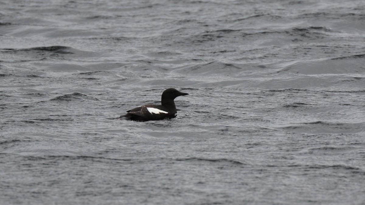 ハジロウミバト - ML646611371