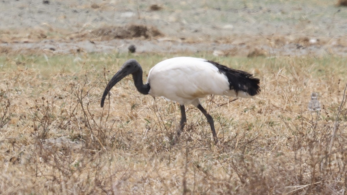African Sacred Ibis - ML646611373