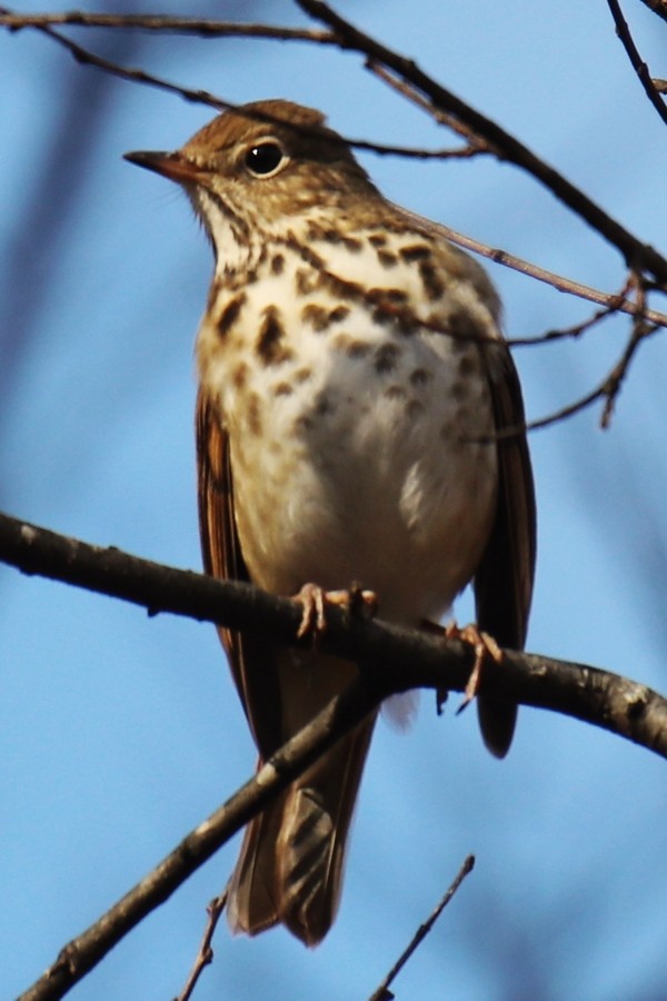 Дрозд-отшельник - ML646611374